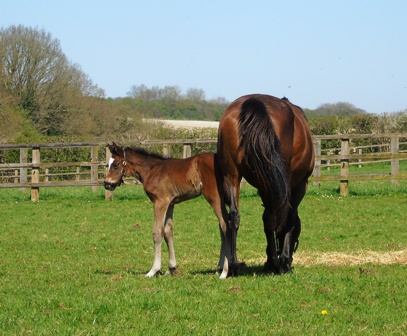 2018 colt by Frankel